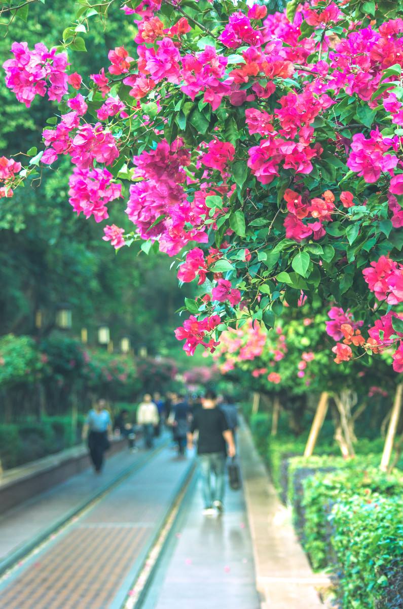 深圳，深圳.jpg